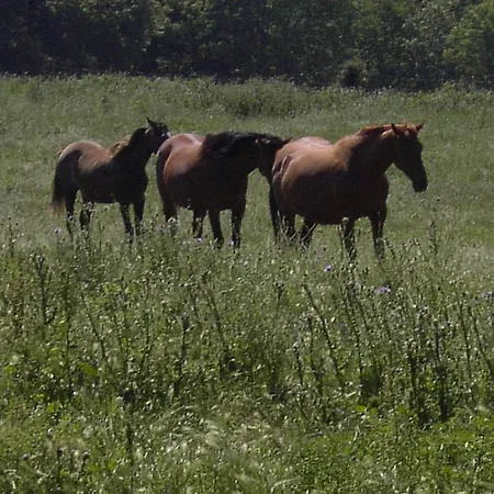La Source Et La Sorciere Landsted *